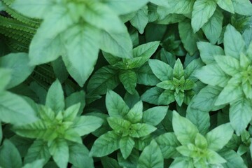 Beautiful green plant in the garden view 