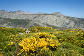 Fototapeta na wymiar Landscape with mountain and mountain piorno with its yellow flowers in the Sierra de Gredos, Avila, Castilla Leon, Spain, Europe. Natural scene.