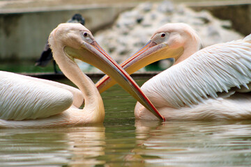 Pair of Pelican birds swimming in a pond