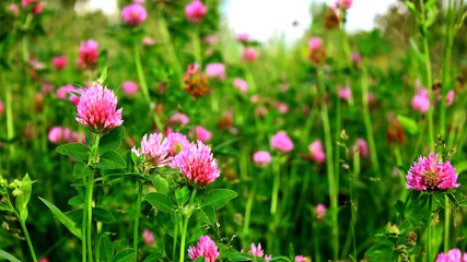Field red clover flower (Trifolium pratense) in spring rural landscape. Medicinal herb red clover flower garden field. Pink purple clover flower & leaves herbs for tea. Trifolium plant pattern