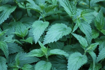 Fresh green nettles in the garden macro