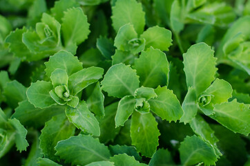 Spring ornamental cabbage in my garden