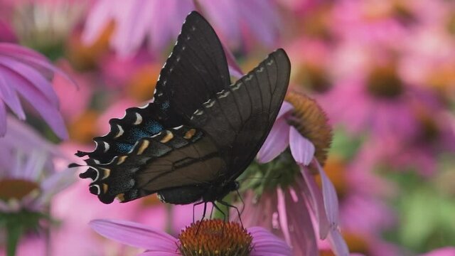 Black Swallowtail butterfly on Purple Coneflower