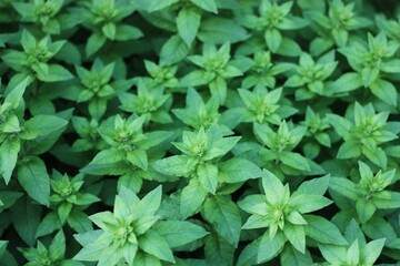 Beautiful green plant in the garden view 