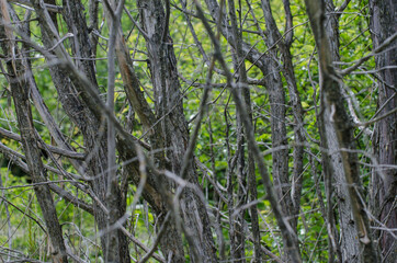 Fototapeta premium Many dry trees in the forest