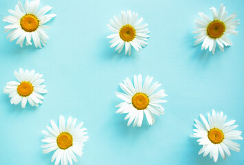 Spring and summer chamomile flowers on a blue background. Pattern of flowers. Top view.