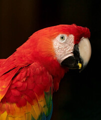 Scarlet MaCaw