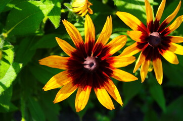 Yellow flowers of cone flower (rudbeckia) in a garden. The flowers come into bloom in summer. The language of the flower is justice.