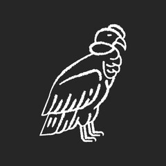 Condor chalk white icon on black background. Large bird of with sharp beak and claws. New world vulture, predatory bird. Zoology, ornithology. Andean condor isolated vector chalkboard illustration
