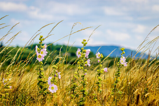 Marsh-mallow (Althaea officinalis)