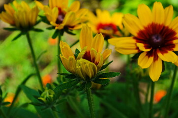 Yellow flowers of cone flower (rudbeckia) in a garden. The flowers come into bloom in summer. The language of the flower is justice.
