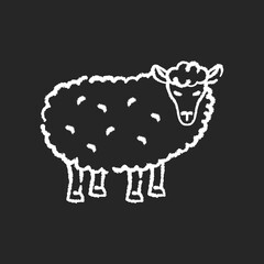Sheep chalk white icon on black background. Common countryside mammal, farm wildlife, domestic animal. Livestock breeding, husbandry, farming. Wooly lamb isolated vector chalkboard illustration