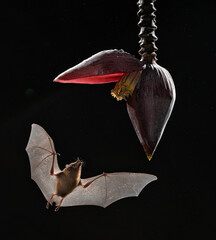 orange nectar bat in flight