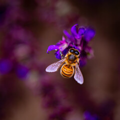 bee on purple flower