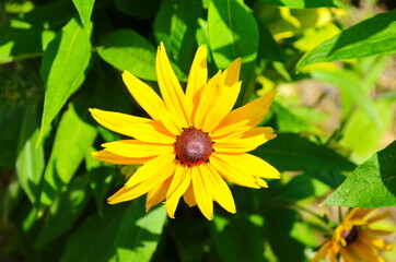 Yellow flowers of cone flower (rudbeckia) in a garden. The flowers come into bloom in summer. The language of the flower is justice.