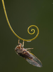 green cicada