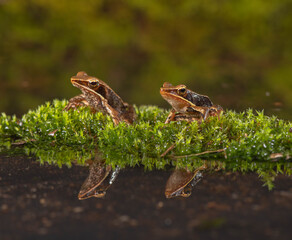 forest frogs and reflections