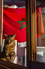 Cat with the flag of Morocco