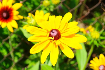 Yellow flowers of cone flower (rudbeckia) in a garden. The flowers come into bloom in summer. The...