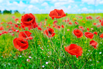red poppies on green field