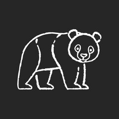 Panda bear chalk white icon on black background. Native chinese fauna, common asian wildlife. Zoo mascot, oriental forest inhabitant. Black and white bear isolated vector chalkboard illustration