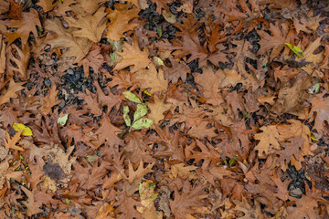 Fallen autumn oak leaves on the ground.