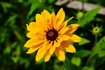 Yellow flowers of cone flower (rudbeckia) in a garden. The flowers come into bloom in summer. The...
