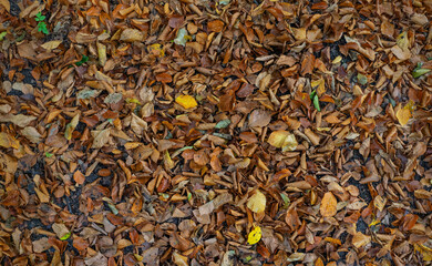Fallen leaves, lying on the ground.
