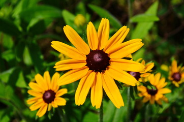 Obraz premium Yellow flowers of cone flower (rudbeckia) in a garden. The flowers come into bloom in summer. The language of the flower is justice.