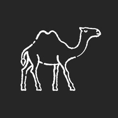 Camel chalk white icon on black background. Arabian domesticated animal, tropical climate fauna. Exotic wildlife, wilderness inhabitant. Two humped camel isolated vector chalkboard illustration