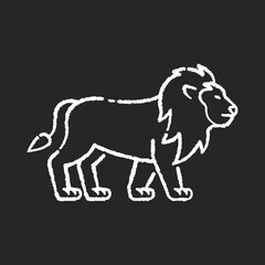 Lion chalk white icon on black background. Exotic carnivore animal, dangerous predator. Tropical zoo inhabitant. African safari, savanna. Wild cat with mane isolated vector chalkboard illustration