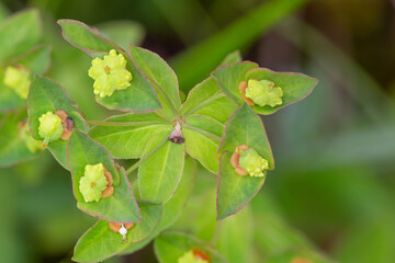 Fototapeta premium Macrophotographie de fleur sauvage - Euphorbe douce - Euphorbia dulcis