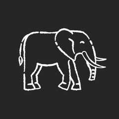 Elephant chalk white icon on black background. Large land animal, exotic wildlife. African savanna, Indian fauna. Huge mammal with long trunk and tusks isolated vector chalkboard illustration