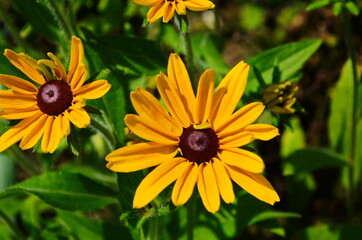 Yellow flowers of cone flower (rudbeckia) in a garden. The flowers come into bloom in summer. The language of the flower is justice.