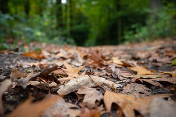Forest trail covered with yellow autumn leaves.