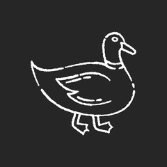 Duck chalk white icon on black background. Common wild waterfowl, domestic bird. Migratory animal, pond inhabitant. Poultry farm, husbandry. Mallard, quack isolated vector chalkboard illustration