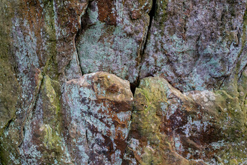 A fragment of a rock covered with moss.