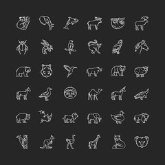 Animals chalk white icons set on black background. Different wildlife, diverse fauna. Common and exotic animal species. Flying, land and sea creatures. Isolated vector chalkboard illustrations