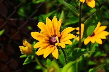 Yellow flowers of cone flower (rudbeckia) in a garden. The flowers come into bloom in summer. The...