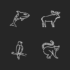 Different animal species chalk white icons set on black background. Killer whale, exotic lemur, eagle and elk. Predatory bird, land animals and sea life. Isolated vector chalkboard illustrations