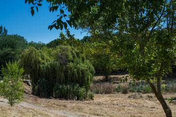 drzewo zieleń natura widok wierzba © Piotr