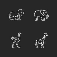 African wildlife chalk white icons set on black background. Exotic fauna, tropical predator and herbivore animals. Lion, elephant, giraffe and ostrich. Isolated vector chalkboard illustrations