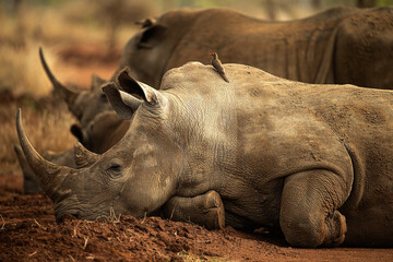 Snoozing rhino