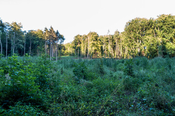 Fototapeta na wymiar Neubepflanzung von Jungbäumen und Sträuchern im Mischwald