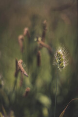 Obraz premium At the wind