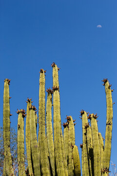 Mexican giant cardon or elephant cactus Pachycereus pringlei, in nature sanctuary near El Triunfo, Baja California Sur. Tall cactus wall with moon visible during daytime in background
