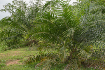 Obraz premium Oil palm plantation covered with grass