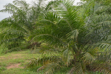 Oil palm plantation covered with grass