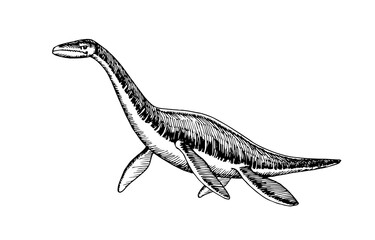 prehistoric reptile of the Jurassic period, giant plesiosaur with fins, sea raptor, vector illustration with black ink lines isolated on a white background in a hand drawn style