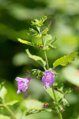 Macrophotographie de fleur sauvage - Galéopsis douteux - Galeopsis segetum